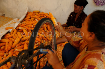 Rontokan jagung dengan alat tradisional