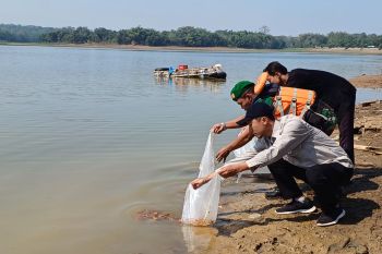 Jaga ekosistem, Jasa Tirta I tebar 25 ribu ikan di Waduk Delingan