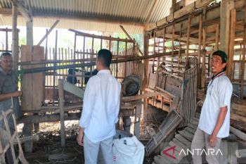 Pemkab Kulon Progo mendampingi kelompok ternak cukupi kebutuhan daging