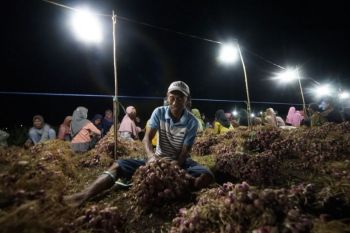 Program electrifying agriculture PLN tumbuh 22,28 persen