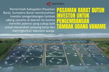 Pasaman Barat butuh investor untuk pengembangan tambak udang vaname