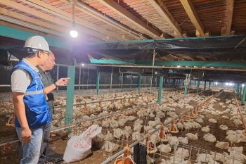 Program Electrifying Agriculture PLN tumbuh 22,28 persen