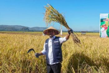 Gubernur Sulsel bersama petani tanam mandiri benih padi di Maros