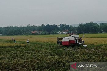 Pemkab Cilacap optimistis stok pangan terjaga