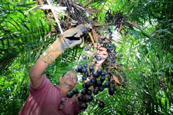 Panen buah jernang di Aceh Barat