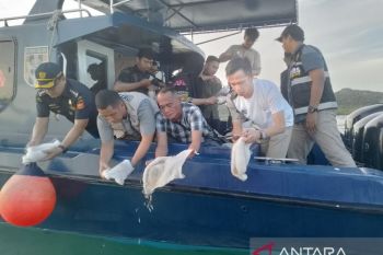 Bea Cukai Batam lepasliarkan 49.463 benur lobster
