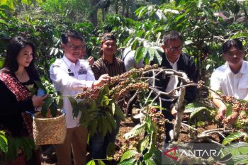 Pemkab Temanggung bantu 30 ribu bibit kopi untuk peremajaan