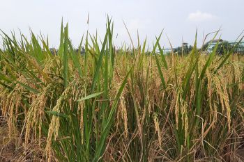 Pemkab Tangerang siapkan langkah antisipasi El Nino