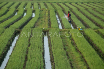Produksi bawang merah surplus