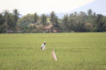 Bulog Lampung sebut stok beras aman hingga akhir tahun 2023