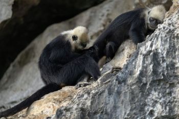 Mengunjungi habitat langur kepala putih di Chongzuo, China