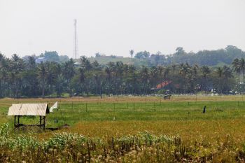 Lampung targetkan surplus padi capai satu juta ton di akhir tahun