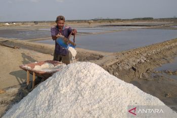 Petani garam di Rembang diuntungkan El Nino