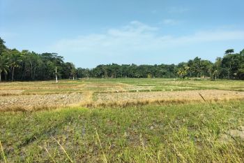 Tanggamus siapkan 4 ribu hektare lahan pertanian antisipasi El Nino