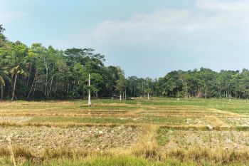 Pemkab Tanggamus siapkan langkah strategis antisipasi El Nino