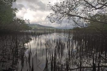 Ambon kembangkan wisata hutan mangrove