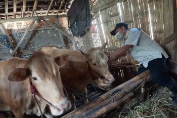 Dinas Pertanian Probolinggo lakukan monitoring dan pendampingan vaksinasi PMK