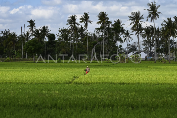 Penyiapan lahan pertanian antisipasi dampak El Nino