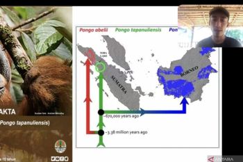 Konservasi orang utan dimulai dari jamin ekonomi warga sekitar hutan