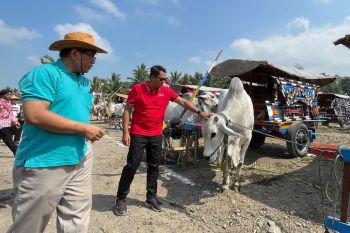 Pangrekso Andhini bersama FKH UGM adakan Festival Gerobak Sapi