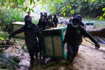 Kampanye "Merdeka bagi Orang Utan"