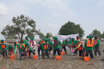 Tanam mangrove strategi PT KPI menjaga biodiversity mewujudkan NZE