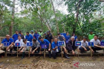 56 pohon mangrove ditanam gantikan jejak karbon pesawat peserta FBWC 2023