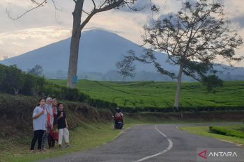 Wisata kebun teh sekitar Gunung Dempo  Pagaralam masih aman