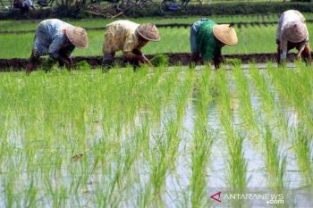Distan OKU Timur jaga produksi pertanian  dari ancaman kemarau
