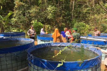 DKP Kulon Progo mendampingi Pokdakan Mina Lestari budi daya "Rotifera"