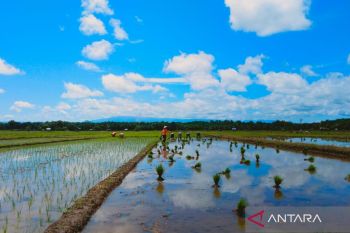 Produksi padi Januari-Agustus 2023 di Pasaman Barat capai 59.893 ton