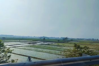 Pemprov Lampung minta petani manfaatkan hujan untuk jaga produktivitas pertanian