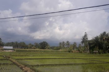 Pemkab Pasaman Barat minta masyarakat tingkatkan kesadaran jaga ketahanan pangan