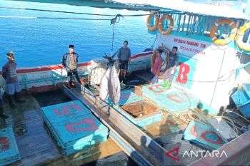 Wilayah perairan Biak berpotensi ikan tuna jenis Yellow Fins