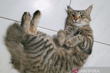 Belajar tanpa prasangka dari si meong Pikko
