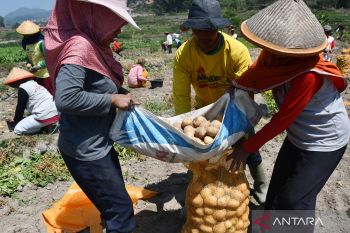 Panen kentang untuk bahan keripik di Magetan