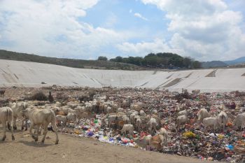Ternak sapi milik warga yang berkeliaran di TPA Kawatuna