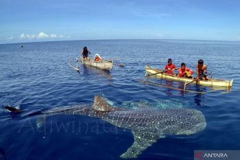 Desa wisata Botubarani meraih rekor MURI Hiu Paus