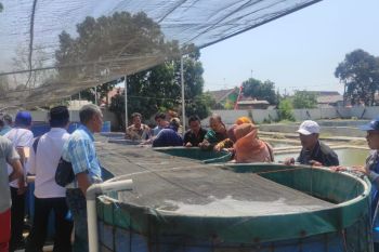 Pemkab Probolinggo kembangkan budidaya udang vaname sistem Bumi Kraksaan