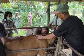 Karantina Pertanian Batam ambil sampel darah sapi cegah HPHK