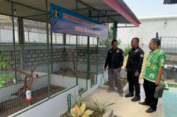 Rutan Boyolali budi dayakan ayam "pheasant"