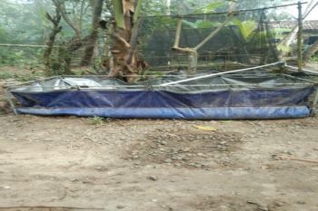 DKP Kulon Progo mendampingi pembudidaya lobster bentuk sentra lobster