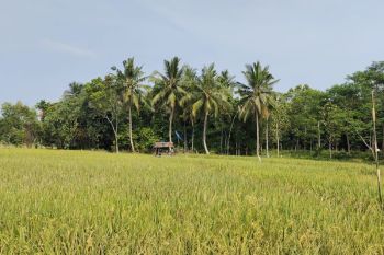 Cadangan beras Lampung pada September diperkirakan 400 ribu ton