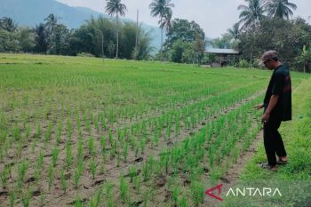 Puluhan hektare sawah petani di Rejang Lebong Bengkulu kekeringan