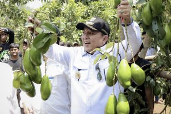 Lampung minta masyarakat budidayakan alpukat Siger Batu