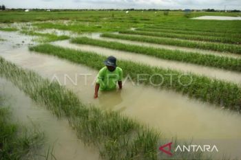 DPKP DIY: Belum ada laporan gagal panen akibat kekeringan