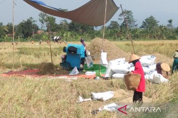 Bulog  Pekalongan siapkan 25 ribu ton beras bantuan pangan