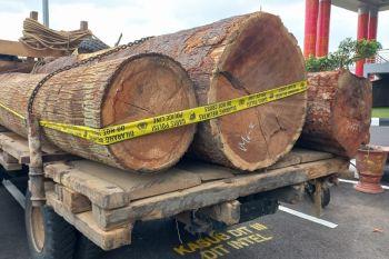 Polisi tangkap tiga terduga pembalak liar hutan produksi di Muba