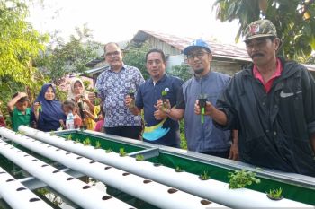 Pabrik AQUA Solok bantu petani kembangkan sistem Aquaponik, hasil panen meningkat