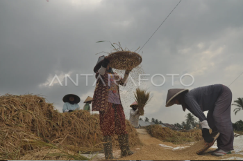 Harga beras melonjak di Bengkulu